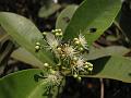 Dwarf Waterberry